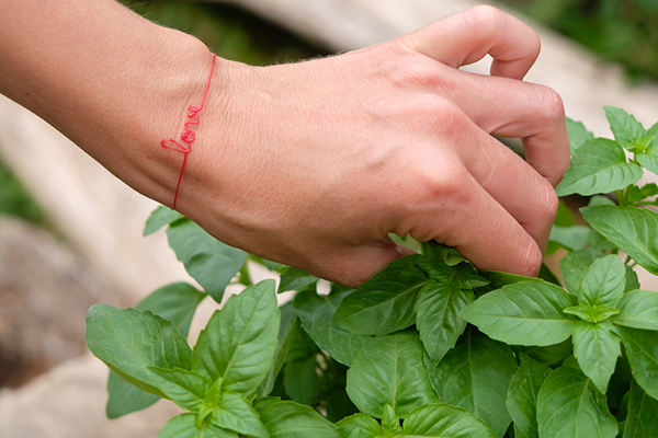 How to Harvest Basil